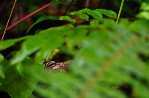 Pili, a small lizard, Tafua, Samoa.