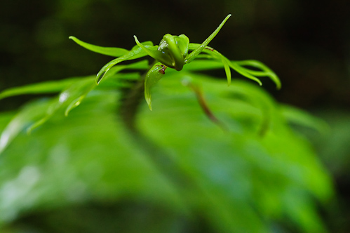 The fern as a weapon, Tafua, Samoa.