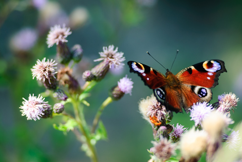 The European Peacock butterfly lusts for nectar, Kärrtorpssjön, Sweden.