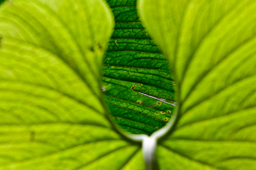 Leaf I, Mindo Cloud Forest, Ecuador.