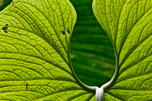 Leaf II, Mindo Cloud Forest, Ecuador.