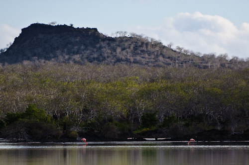 Pink Flamingos in the grey salt marsh, Galapagos, Ecuador.