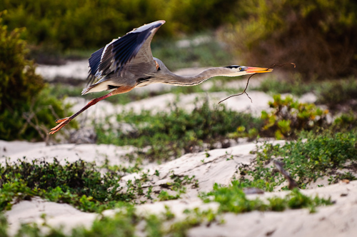 Nesting Great Blue Heron, Galapagos, Ecuador.