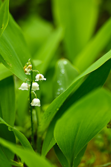 Lily of the valley, Grössjön, Sweden.