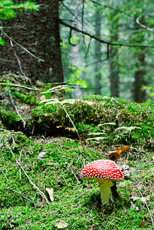 Food for trolls, Botsmark, Sweden.