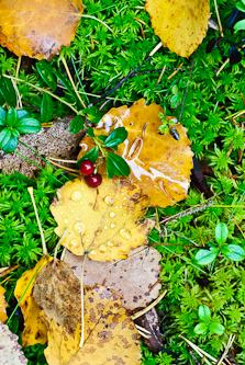 Autumn, Grössjön, Sweden.