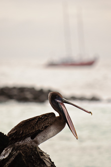 Once I've eaten I'm hungry again, Galapagos, Ecuador.