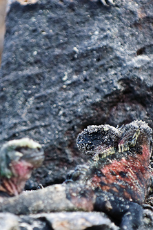 Marine iguanas, Galapagos, Ecuador.