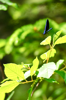 The male Beautiful Demoiselle, lost in the blues, Djupsjön, Sweden.