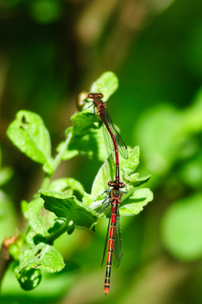 Large Red Damselfly courtship, Djupsjön, Sweden.