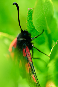 Mountain Burnet in his prime, Stoljan, Sweden.