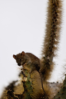 Galapagos Rice Rat munching on some cactus, Galapagos, Ecuador.