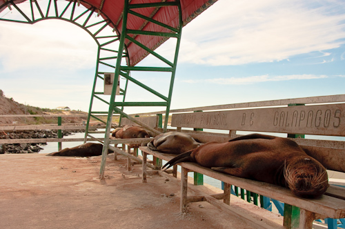 Waiting for the tourist boats, Galapagos, Ecuador.