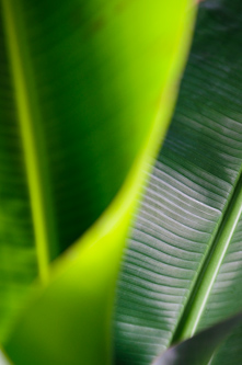 Banana leaves leaves noone hungry, Tafua, Savai'i, Samoa.