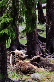 Nursing mother bear, Järvsö, Sweden.