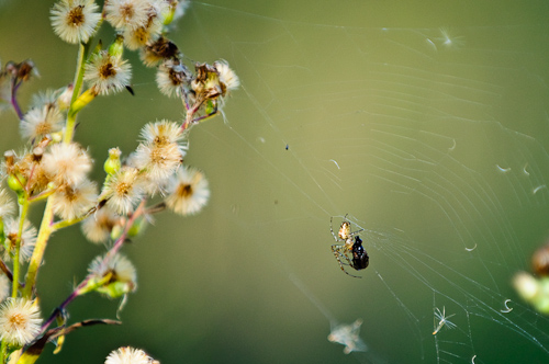 Feeding spider, Urdaibai, Basque, Spain.