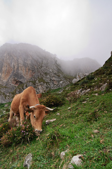 Where even the food is steep, Picos de Europa, Spain.