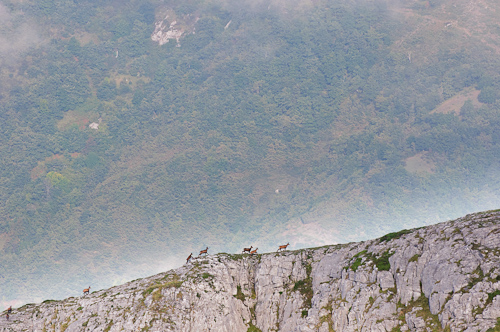 Linear Chamoix, Picos de Europa, Spain.