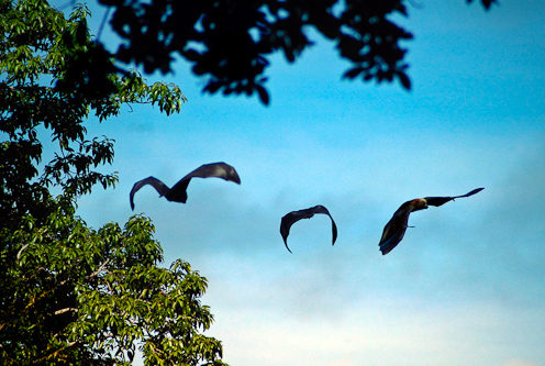 Samoan Flying Foxes, Tafua Crater, Savai'i, Samoa.